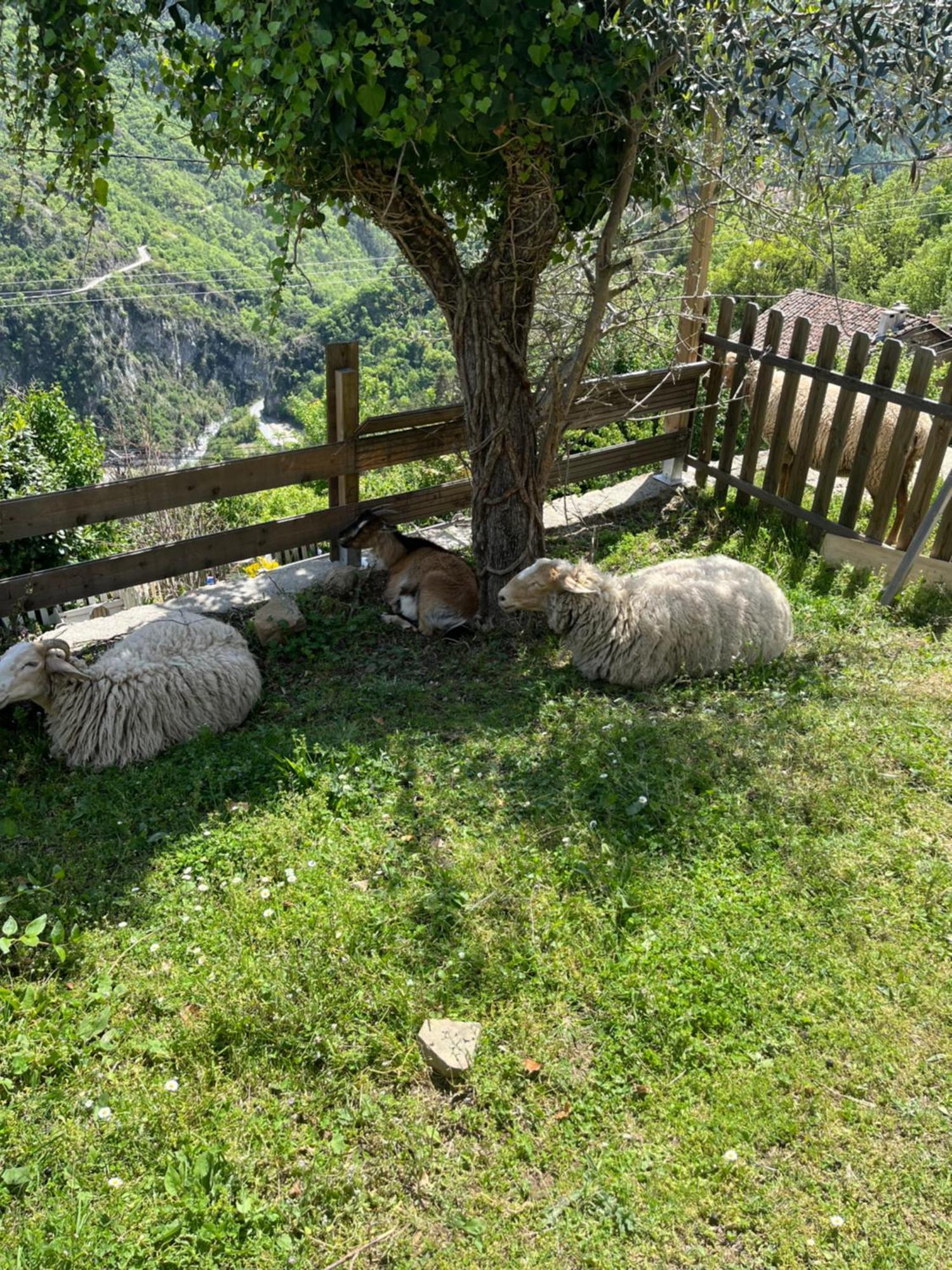 Bienvenue Chez Nous Διαμέρισμα Lantosque Εξωτερικό φωτογραφία